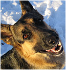 Nikita in the snow