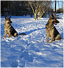 Nikita and Duke in the snow